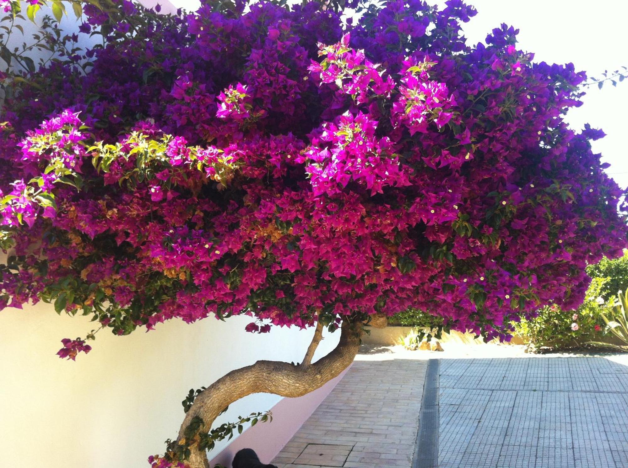 Casa Do Cabo De Santa Maria Hotel Sagres Eksteriør billede